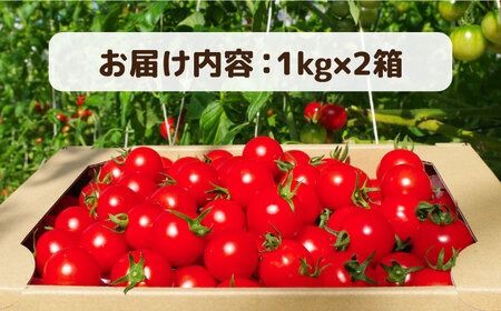 フルティカ 2kg (1kg×2箱) 糸島市 / かわぞえ農園 [AAM006] トマト フルーツトマト