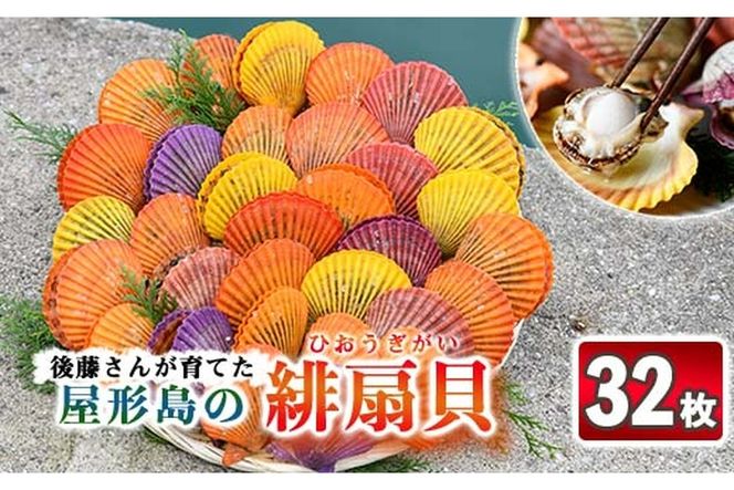 緋扇貝 (計32枚) 海鮮 ヒオウギ貝 BBQ バーベキュー 炭火焼 酒蒸し ご当地 国産 大分県産 佐伯市産  屋形島で後藤さんが育てた緋扇貝 大分県 佐伯市 【AX63】【後藤緋扇養殖販売】