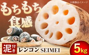 ＼毎年8月中旬より順次発送／  レンコンSEIMEI 5kg レンコン 蓮根 根菜 野菜/株式会社水谷グルッポ [AEBX002]