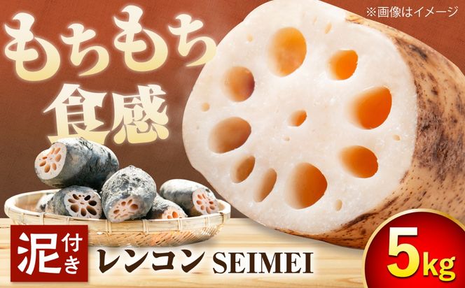 ＼毎年8月中旬より順次発送／  レンコンSEIMEI 5kg レンコン 蓮根 根菜 野菜/株式会社水谷グルッポ [AEBX002]