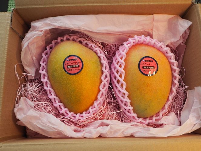 【2026年先行予約】紀州美浜しおさい マンゴー 2～3玉（1.2～1.3kg）｜フルーツ 果物 くだもの まんごー 希少 国産 食品 おやつ デザート 産地直送 和歌山県美浜町産