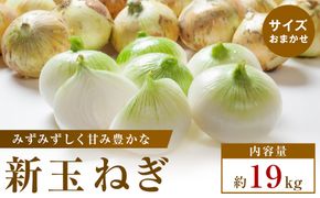 【2026年3月~5月発送】この時期にしか味わえない、みずみずしく甘み豊かな「新玉ねぎ」　約19kg 372013_T006-792J