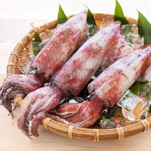 【ふるさと納税】柔らかくて甘い！ お刺身用 白イカ むき身 約350g 下処理済み サイズ不揃い 個包装 になってます【1453376】 いか イカ 烏賊 刺身 お刺し身 刺し身 4～12杯分 冷凍 国産 兵庫県 新温泉町 送料無料