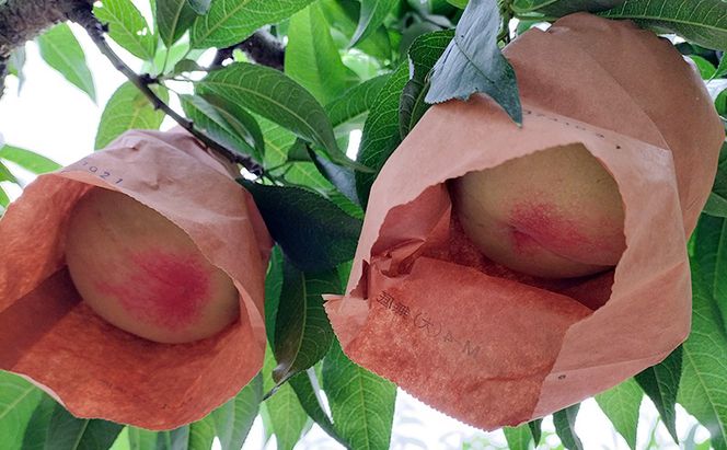 もも 2026年 先行予約 岡山県産 白桃 1.5kg (5玉～6玉入り) 桃 モモ フルーツ 果物 岡山 赤磐市