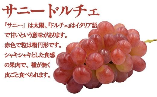 【数量限定】【2026年発送分 先行予約】【２回食べ比べ定期便・別送】シャインマスカット（２房）+サニードルチェ（２房）食べ比べ定期便（２回発送） ※本州限定　シャイン シャインマスカット フルーツ 果物 くだもの 山梨 やまなし サニードルチェ 食べ比べ 定期便