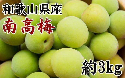 【和歌山名産】 南高梅 3kg（サイズ混合） / 青梅 生梅 完熟 梅干し 和歌山県 紀州 梅酒 梅ジュース 梅シロップ ※2027年6月上旬～6月下旬頃に順次発送 ※北海道・沖縄・離島への配送不可　【tec508-r-3A】