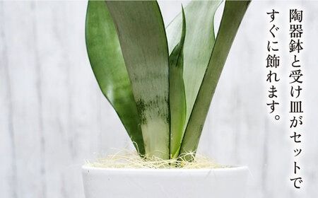 マイナスイオン発生植物『 サンスベリア ・ ムーンシャイン 』 糸島市 / cocoha [AWB024] サンセベリア マイナスイオン 観葉植物 ギフト グリーン 鉢 プレゼント 室内