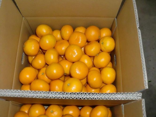 ya̎RLc쒬zLTCY5kg ڗIԗLc݂ CB021