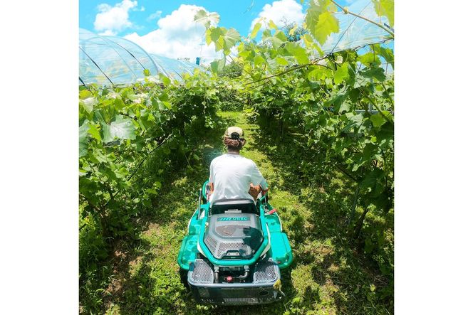 【先行予約】樹上完熟種無しピオーネ1.2kg（2～3房）（2026年9月下旬～発送） ふるさと納税 ぶどう ブドウ 葡萄 ふるさと納税 先行予約 ふるさと納税 フルーツ くだもの 果物　BF00018