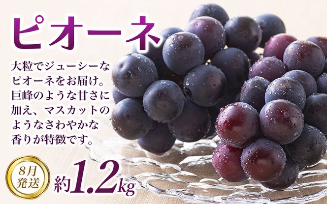 【全3回定期便】和歌山の旬のフルーツ定期便！人気の桃・ピオーネ・梨をお届け♪ 【tkb306】