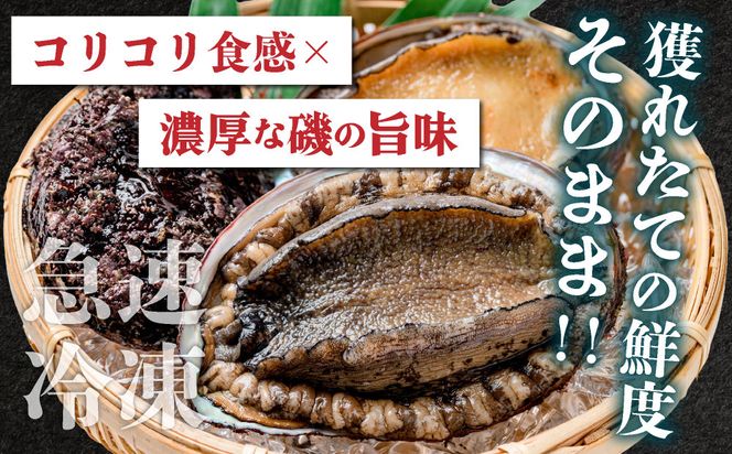 ＜個包装で食べやすい！＞ 天然 蝦夷あわび 計500g～1kg | 北海道 あわび 高級 冷凍 冷凍あわび 海鮮 天然 アワビ 鮑 刺身 awabi 小分け 個包装 大容量 北海道 登別市 ギフト
