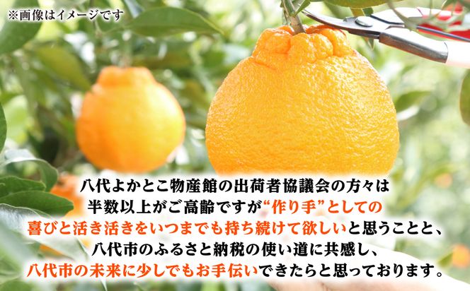 【先行予約】 不知火 約3kg しらぬい 柑橘 果物 くだもの フルーツ おやつ デザート ハウス栽培 熊本県 八代市 【2027年1月中旬より順次発送】