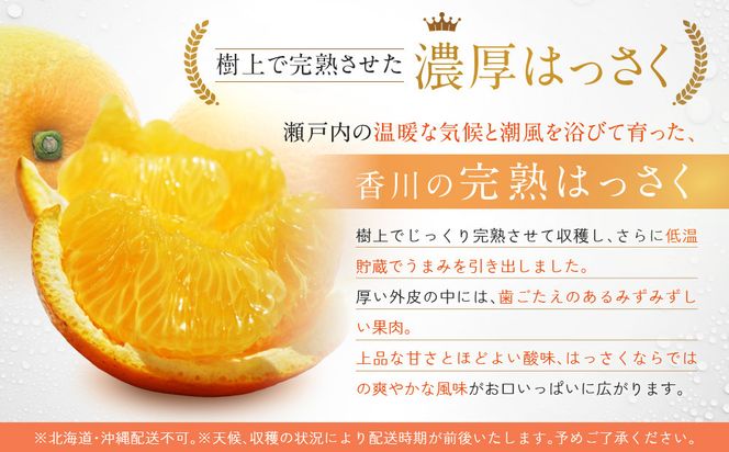 ≪ご褒美ふるーつ≫「完熟ハッサク」約3.8kg【2027年3月上旬頃お届け】 372013_MD015