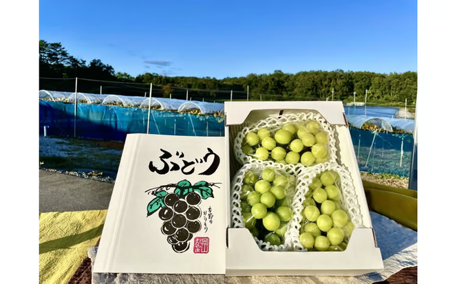【2026年先行予約】【訳あり】 ご家庭用 シャインマスカット 約1.8kg（2～4房） NISSHOKU FARM 【先行予約】 / 甘い 岡山 訳アリ わけあり ぶどう ブドウ 葡萄 シャインマスカット 先行予約 フルーツ 果物 特選 真庭市 フルーツ王国【nisfarm014-02】
