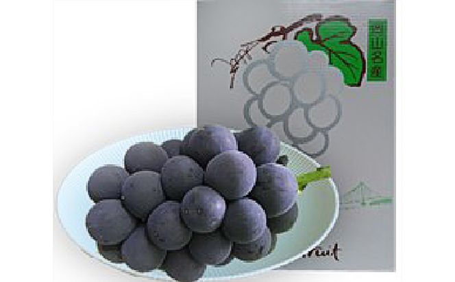 ぶどう 2026年 先行予約 オーロラブラック 約600g 1房 葡萄 岡山県 赤磐市産 フルーツ 果物 あかいわファーマーズガーデン