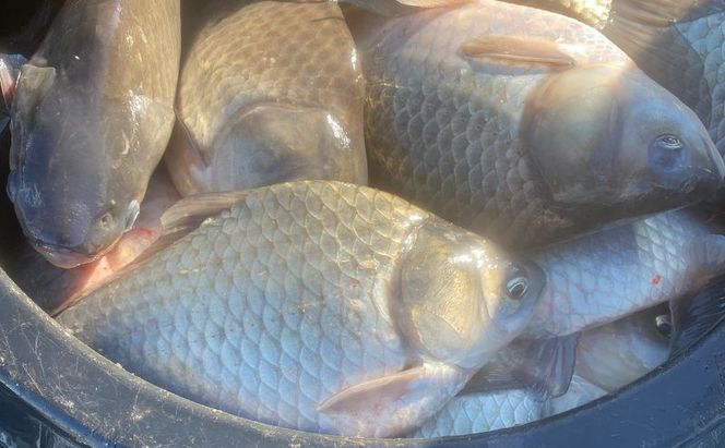 佐屋川　へらぶな釣り半年間釣券 体験チケット 体験型 フィッシング 釣り体験 アクティビティ お出かけ レジャー 