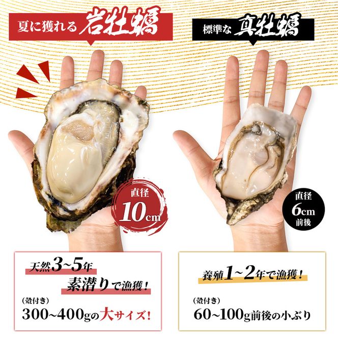 《ナイフ付》 生食用 殻付き 象潟産 天然 岩牡蠣 10個 約3kg 300～400g/個 直径10cm 岩ガキ 冷蔵 濃厚 プリプリ 新鮮 殻剥きナイフ付 贈り物 ギフト お取り寄せ 国産 日本海 産地直送 秋田県 にかほ市 マルイチ水産 送料無料
