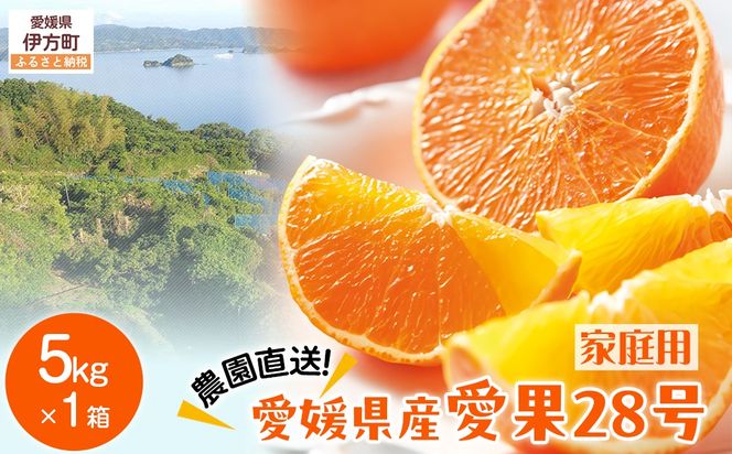 【先行予約】【数量限定】＼農園直送／愛媛県産 愛果28号（家庭用） 5kg×1箱（サイズ混合）（2025年12月中旬より順次発送） IKTV005