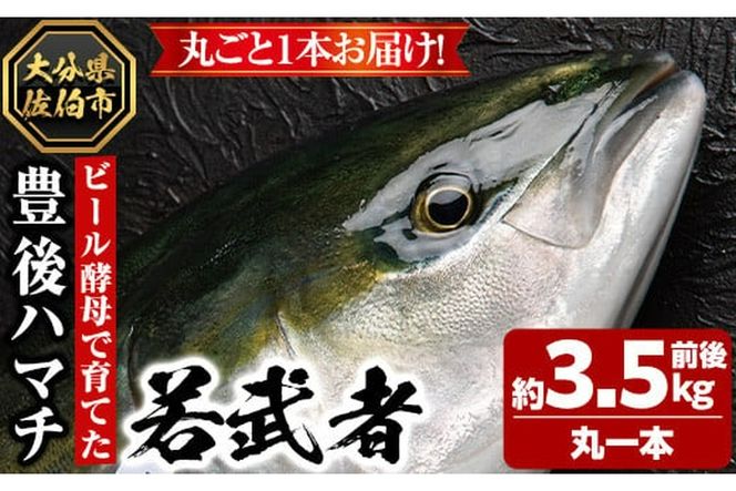 豊後ハマチ 若武者(丸一本) ハマチ はまち 鮮魚 旬 刺身 鰤しゃぶ 竜田揚げ りゅうきゅう 国産 大分県 佐伯市 特産品【GS001】【浪井丸天水産】