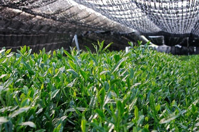 日本茶鑑定士監修の宇治抹茶（40g入り）と白ティーカップ〈お茶 茶 煎茶 緑茶 粉末 宇治抹茶 抹茶 ティーカップ 石臼挽き 飲料 加工食品 ハンドメイド 日本茶鑑定士〉
