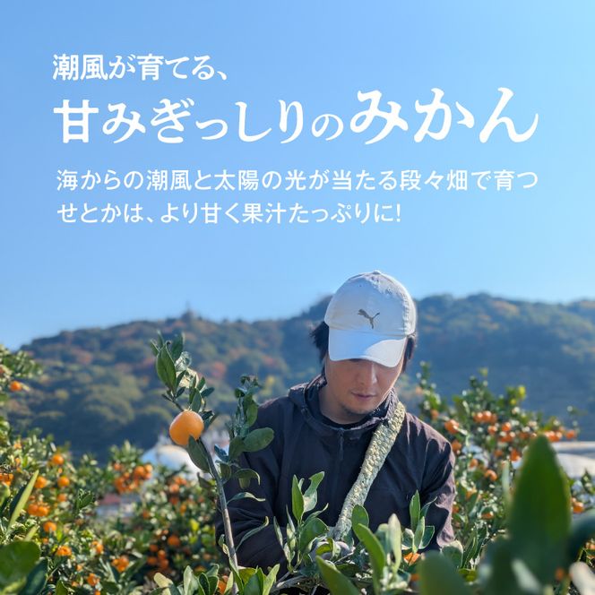 DZ6207_ご家庭用 せとか 和歌山 有田 S～3Lサイズ 大きさお任せ 3kg