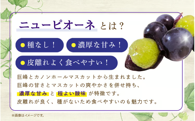 【2026年の先行予約です】 ぶどう 訳あり 花笑み農園の ニューピオーネ 1kg hana33. / ぶどう ブドウ 葡萄 岡山 ピオーネ 先行予約 フルーツ 果物 真庭市 【hana033-02】