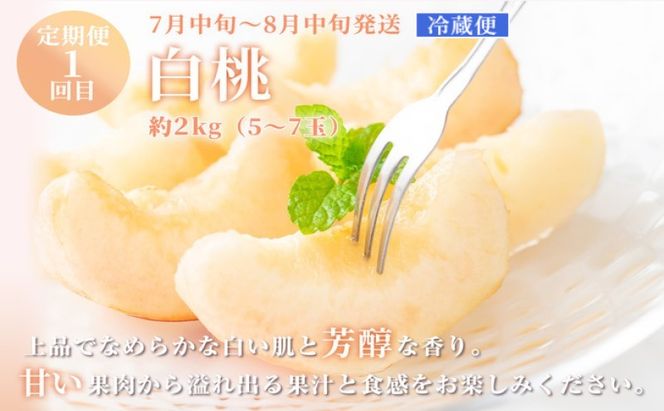 フルーツ 定期便 【2026年 先行予約】 晴れの国 おかやま の 白桃 2kg(5玉～7玉) シャインマスカット 2房 合計1.4kg以上 岡山県産 国産 セット ギフト