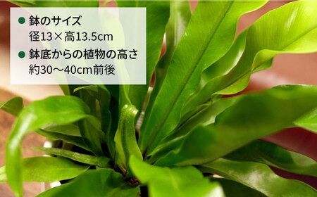 ライムグリーンの葉が美しい！『 アスプレニウム 』 糸島市 / cocoha 観葉植物 [AWB027] 観葉植物 グリーン 緑 インテリア 雑貨 暮らし 植物 室内 おしゃれ ギフト