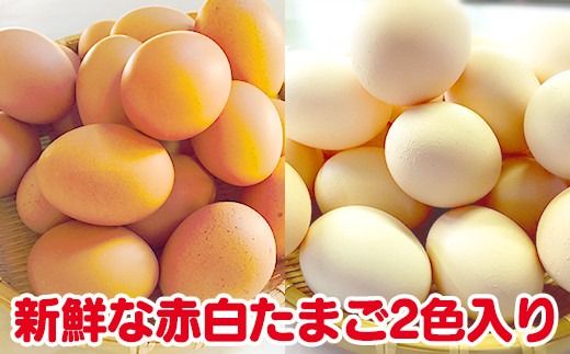 【３か月定期便】ひまわりたまご紅白セット 月１回（全３回）３か月セット ※破卵補償  卵 鶏卵 玉子 大容量 お試し おためし