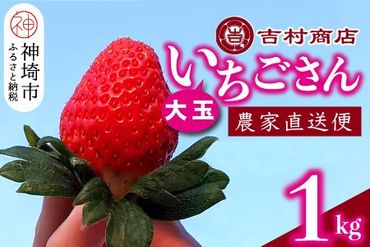 【令和7年1月中旬より順次発送】大玉いちごさん 4パック 約1kg (平詰め・2P×2箱) 【大玉 いちご 苺 いちごさん 農家発送 朝採れ 甘い お菓子作り フルーツ】(H098106)