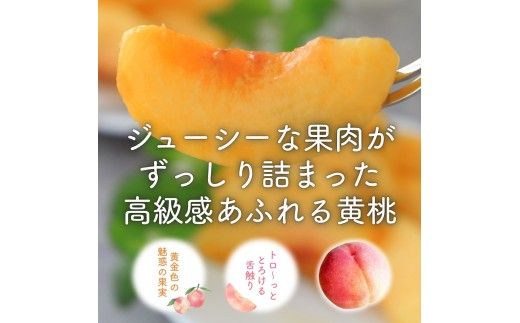 朝もぎ直送「黄金桃」5～8玉 約2kg規格箱入り【高機能共選機使用】選び抜かれた桃《もも 先行予約》 2026年 夏 発送 山梨県産 モモ/ フルーツ 果物 くだもの 人気 産地直送/厳選  贈答 贈り物【tab0098】