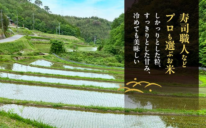 先行受付 農薬不使用 白米 ホタル舞う里山の棚田米 精米4kg 令和8年産 朝日2kg×2袋