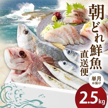 【単月お届け】大和海商の朝どれ鮮魚直送便　2.5kg N072-ZA2226