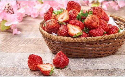 【春】福岡産 あまおう いちご 約250～270g×6パック 【2026年2月上旬～3月下旬発送予定】 大粒