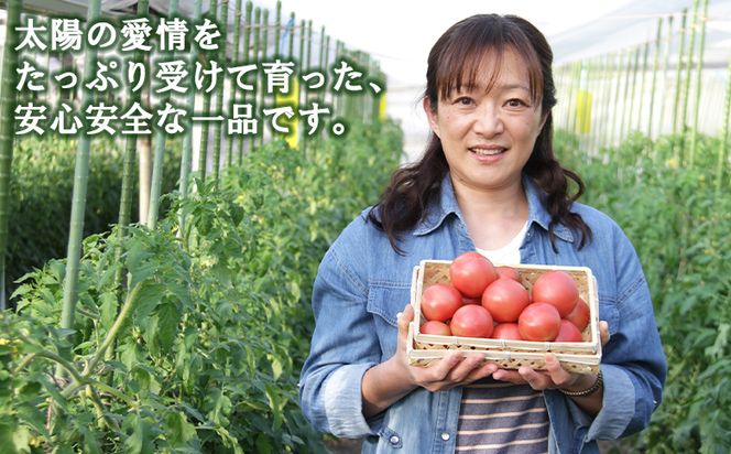 トマト 野菜ソムリエが育てた うしの惠フルーツトマト 1kg(500g×2) 甘い フルーツトマト 高知 アレンジ サラダ 鍋 サンドイッチ 完熟 リコピン 甘い あまい 贈答 国産 mj-0025