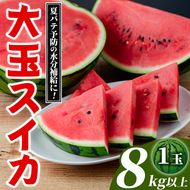大玉スイカ(1玉・8kg以上) 国産 九州産 鹿児島産 すいか スイカ 西瓜 フルーツ 果物 デザート 夏 旬 水分補給 夏バテ予防 熱中症対策 【株式会社マキオ】akn068-04