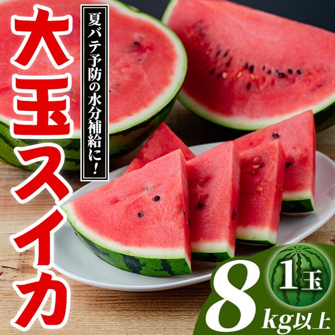 大玉スイカ(1玉・8kg以上) 国産 九州産 鹿児島産 すいか スイカ 西瓜 フルーツ 果物 デザート 夏 旬 水分補給 夏バテ予防 熱中症対策 【株式会社マキオ】akn068-04