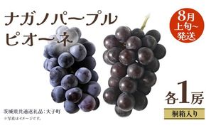 【 桐箱入り 】 ナガノパープル と ピオーネ (各１房)【2026年8月上旬発送開始】(茨城県共通返礼品：大子町) ぶどう 葡萄 マスカット フルーツ 果物 贈答用 ギフト 贈り物