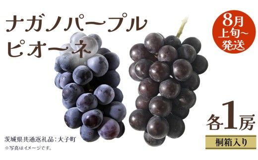 【 桐箱入り 】 ナガノパープル と ピオーネ (各１房)【2026年8月上旬発送開始】(茨城県共通返礼品：大子町) ぶどう 葡萄 マスカット フルーツ 果物 贈答用 ギフト 贈り物
