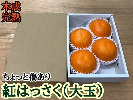 ちょっと 傷あり 木成完熟 紅はっさく 大玉 2L × 4玉入 茶小箱【2025年4月上旬～発送】 BS784