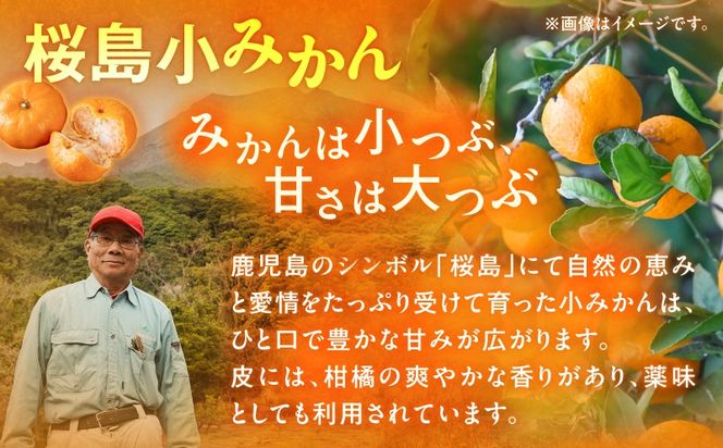 【訳あり品】旬の朝採り！鹿児島桜島小みかん 1箱　K343-003