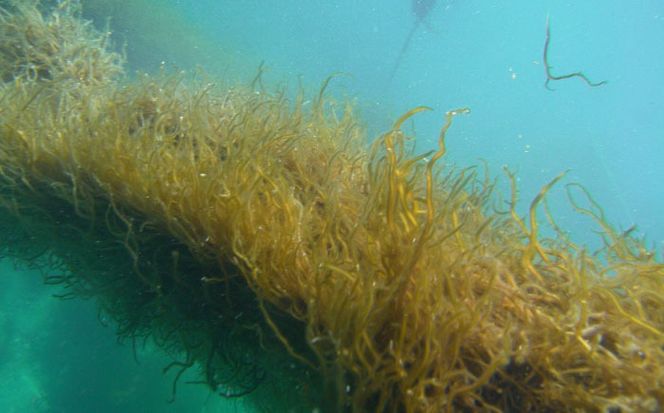 糸島産ふともずく（ソウメンノリ）100ｇ×10P　糸島市 / 糸島漁業協同組合芥屋支所 モズク 海藻[AHR002]