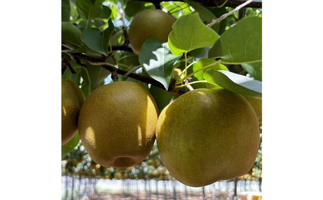 y挧khz1255.y2026Nxs\z󂠂@VÐ@3kg 313726_CS004