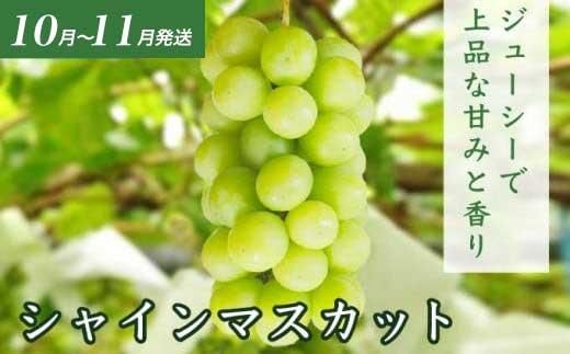 ［4回定期便］ 信州フルーツ4回コース ［小布施屋］ 定期便 先行予約 フルーツ 数量限定 さくらんぼ 白桃 ネクタリン シャインマスカット ぶどう クール便 冷蔵 お楽しみ 長野県産 信州産 令和8年産 【2026年6月中旬～11月発送】