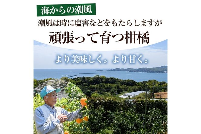 ＜先行予約受付中！2026年2月以降順次発送予定＞宮崎県門川町産きんかん(約1.5kg)金柑 キンカン 柑橘 フルーツ 果物 国産 冷蔵【AE-11】【勝農園】