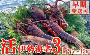 【天然】活伊勢海老３ｋｇ伊勢海老 伊勢エビ 伊勢 海老 エビ イセエビ 生きたまま 海鮮 お祝い ギフト 魚介 刺身 キャンプ BBQ 鮮魚 人気