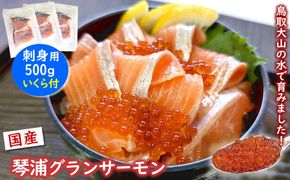 薬剤未使用で安心　国産とっとり琴浦グランサーモン刺身用500g いくら付 訳あり 小分け個包装で便利