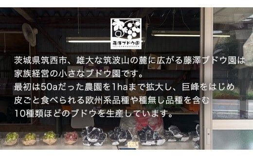 【 藤澤ブドウ園 】 旬 の おすすめ セット 約2.5kg 2026年産 先行予約 ぶどう 葡萄 巨峰 高級 シャインマスカット[AH001ci]