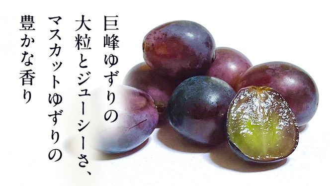 ピオーネ 4房【2026年8月より発送開始】（茨城県共通返礼品 [ぶどう]：結城市産）田舎の頑固おやじが厳選！  ぶどう ブドウ 葡萄 種なし 大粒 高糖度 ギフト 甘い 美味しいフルーツ [BI286-NT]