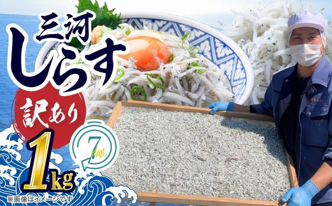 訳あり こモリ1kg！バラエティ豊富な三河しらす～海の仲間たち～ 魚介類 しらす シラス 国産 海の幸 ご飯のお供 おつまみ しらす丼 グルメやみつき 冷凍　H018-046